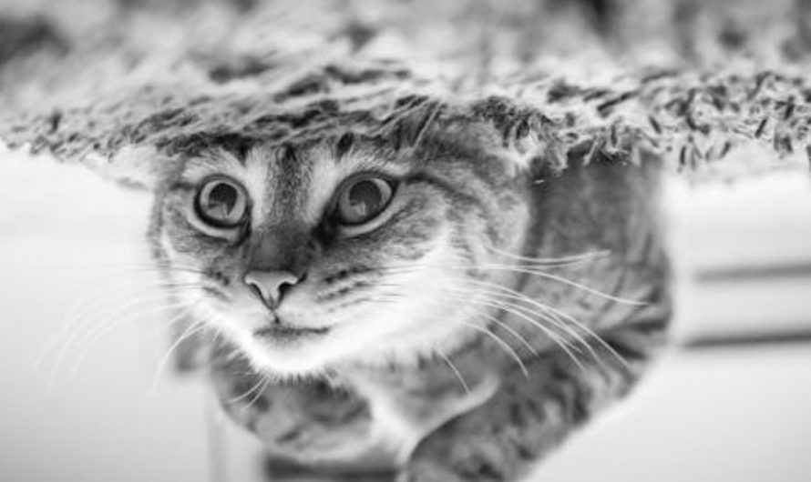 9 Spiritual Meanings of Dreaming of Catching a Kitten