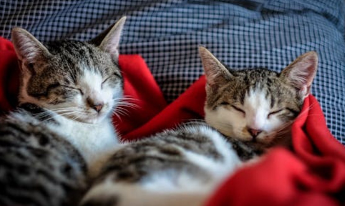 9 Spiritual Meanings of Dreaming of Holding a Kitten