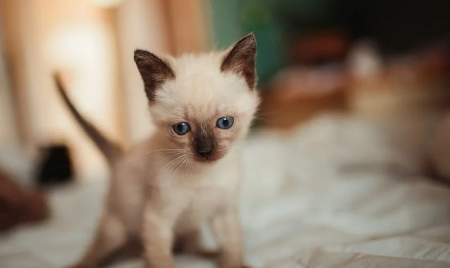 9 Spiritual Meanings of Dreaming About Feeding Kittens