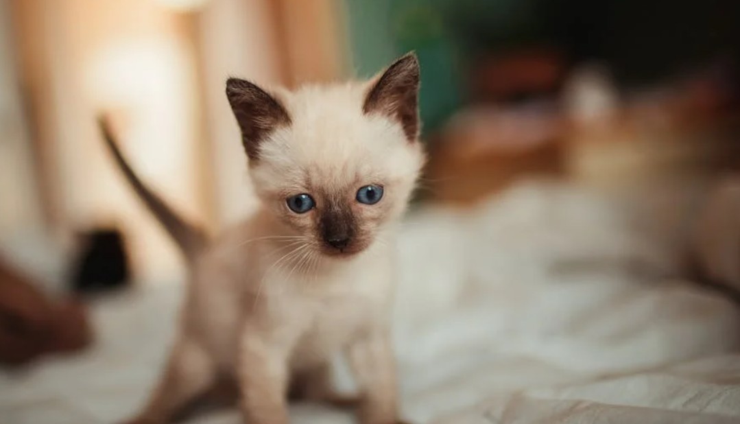 9 Spiritual Meanings of Dreaming About Feeding Kittens