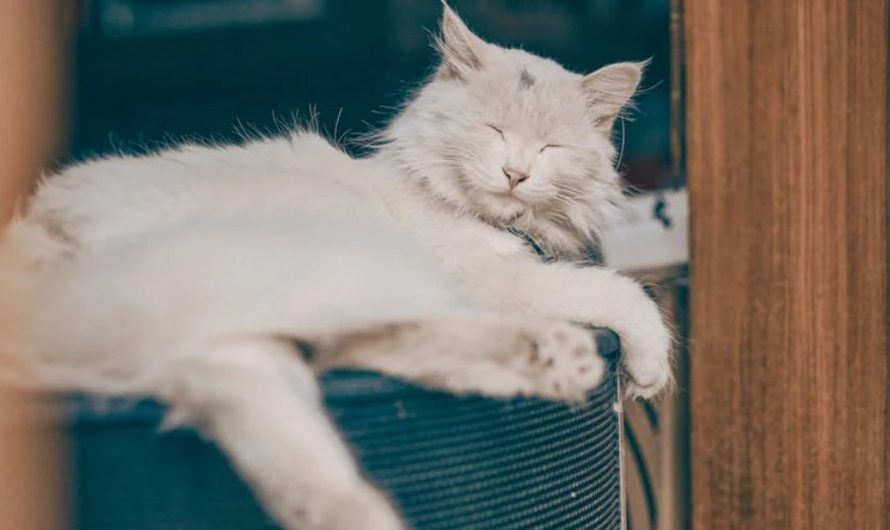 9 Spiritual Meanings of Dreaming of a Kitten Entering the House