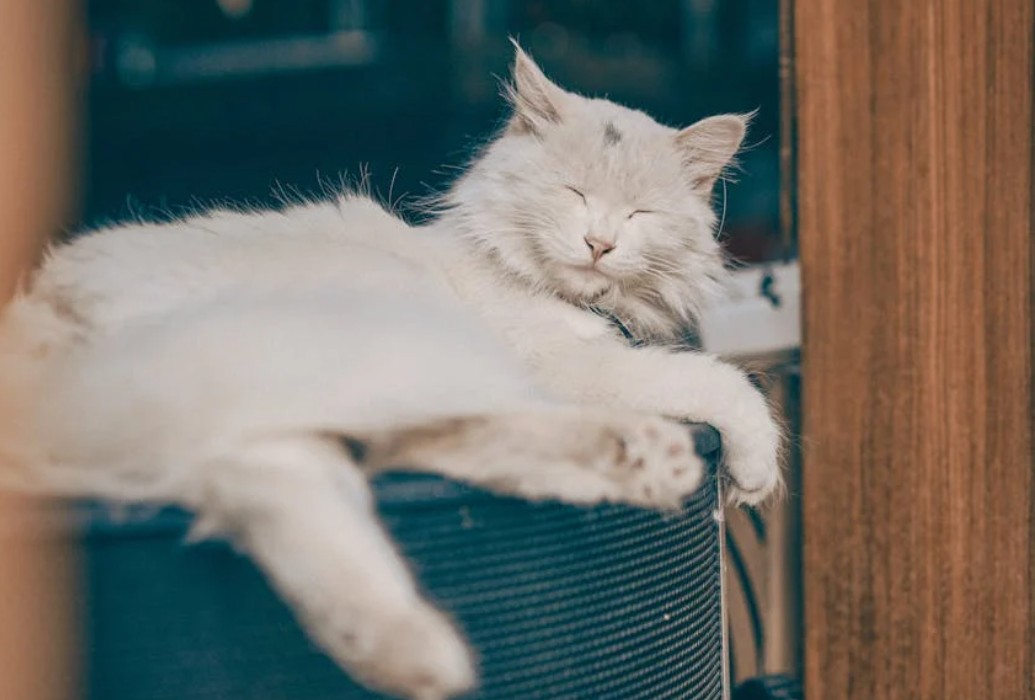 9 Spiritual Meanings of Dreaming of a Kitten Entering the House