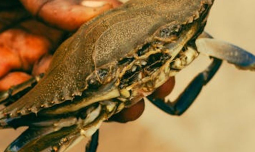 9 Spiritual Meanings of Dreaming about Crabs