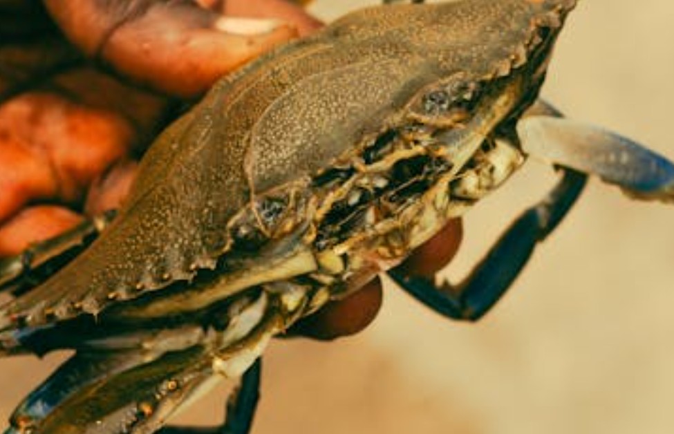 9 Spiritual Meanings of Dreaming about Crabs