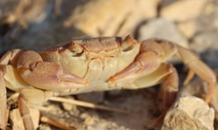 9 Spiritual Meanings of Dreaming About Eating Crabs