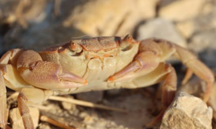 9 Spiritual Meanings of Dreaming About Eating Crabs