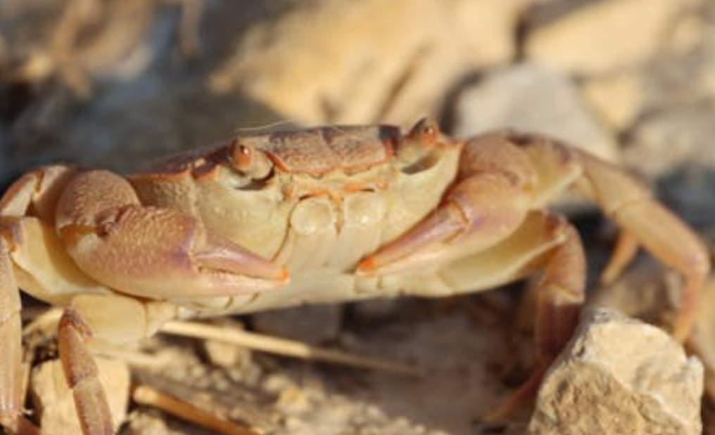 9 Spiritual Meanings of Dreaming About Eating Crabs