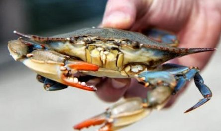 9 Spiritual Meanings of Dreaming of Being Bitten by a Crab