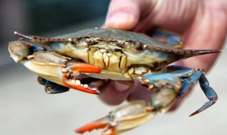 9 Spiritual Meanings of Dreaming of Being Bitten by a Crab