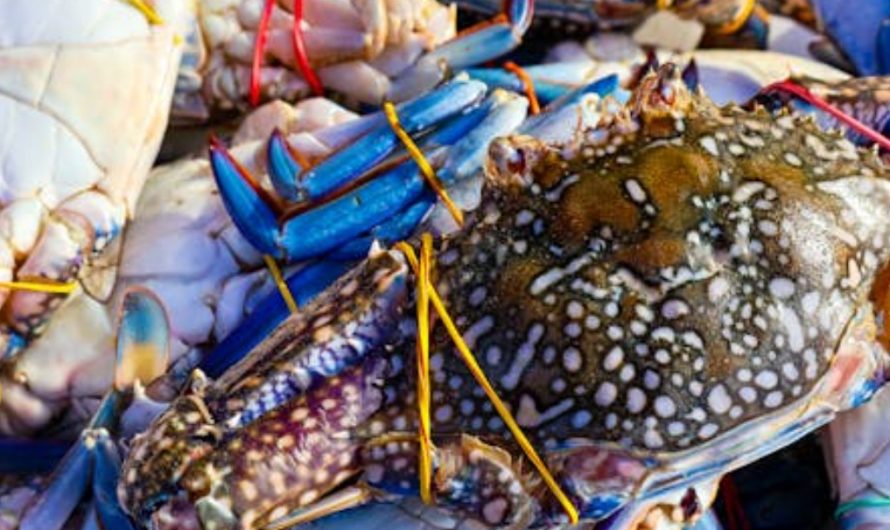 9 Spiritual Meanings of Dreaming about Flower Crabs