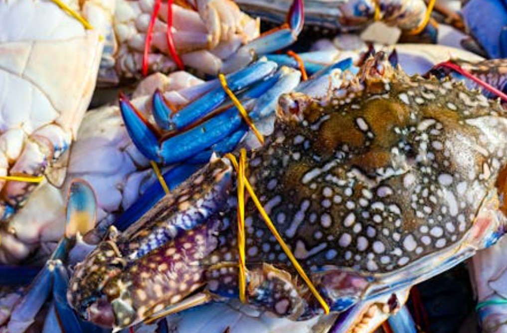 9 Spiritual Meanings of Dreaming about Flower Crabs