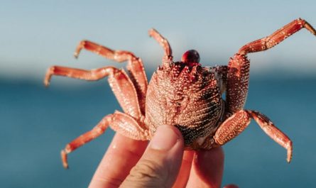 9 Spiritual Meanings of Dreaming of Being Bitten by a Crab