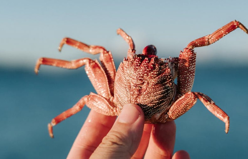 9 Spiritual Meanings of Dreaming of Being Bitten by a Crab