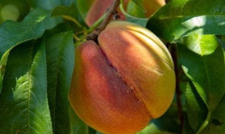 9 Spiritual Meanings of Dreaming About Eating Peaches