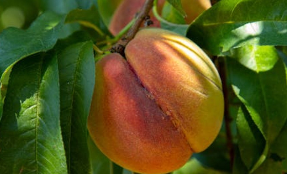 9 Spiritual Meanings of Dreaming About Eating Peaches