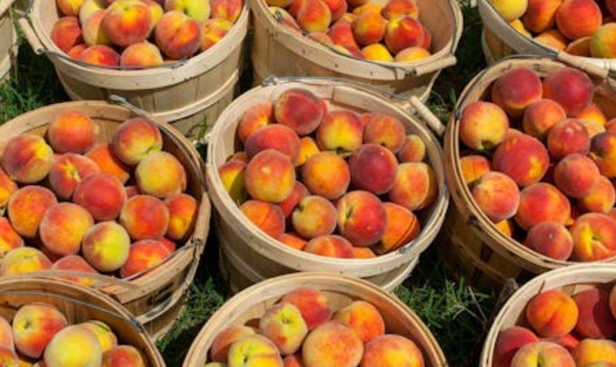 9 Spiritual Meanings of Dreaming About Picking Peaches