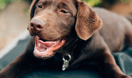 9 Spiritual Meanings of Dreaming About Being Bitten by a Dog