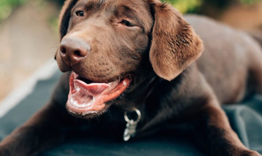 9 Spiritual Meanings of Dreaming About Being Bitten by a Dog