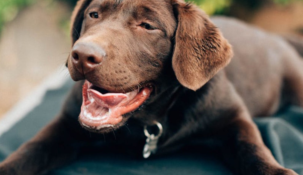 9 Spiritual Meanings of Dreaming About Being Bitten by a Dog