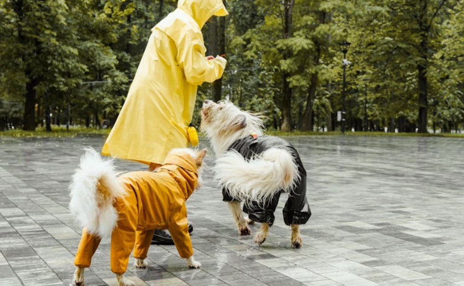 9 Spiritual Meanings of Dreaming of a Dog Biting Your Hand