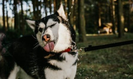 9 Spiritual Meanings of Dreaming of Being Bitten on the Arm by a Dog