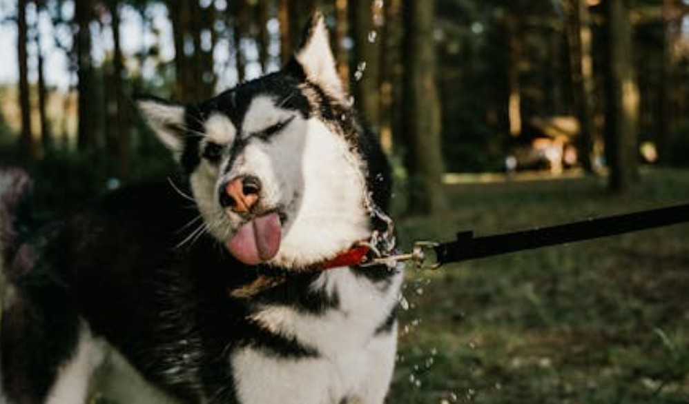 9 Spiritual Meanings of Dreaming of Being Bitten on the Arm by a Dog