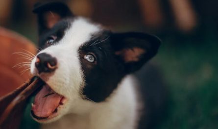 9 Spiritual Meanings of Dreaming of Being Bitten on the Leg by a Dog