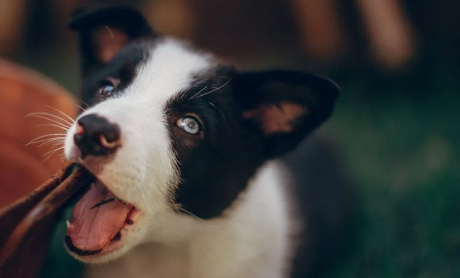 9 Spiritual Meanings of Dreaming of Being Bitten on the Leg by a Dog