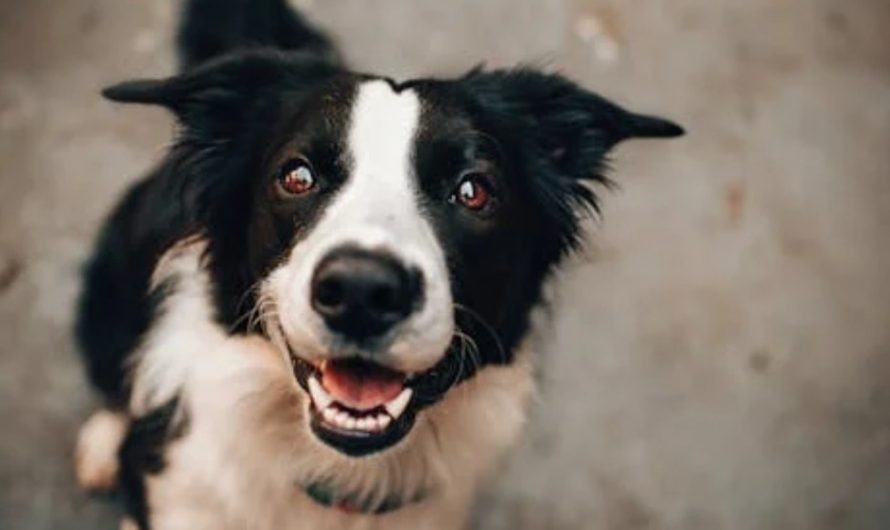 9 Spiritual Meanings of Dreaming About Being Bitten on the Buttocks by a Dog