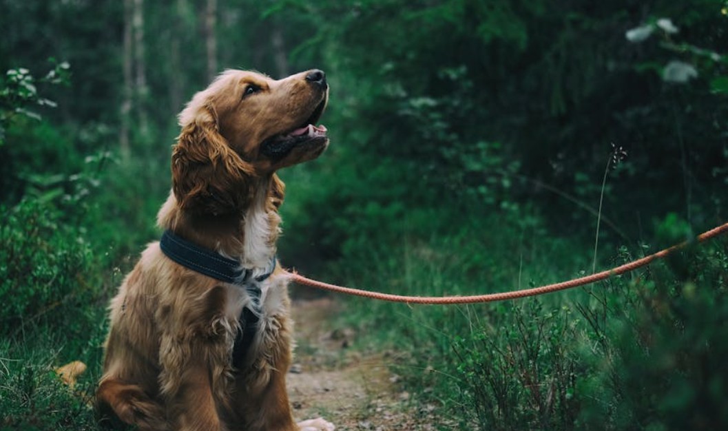 9 Spiritual Meanings of Dreaming About Being Chased by a Dog