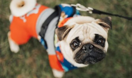 9 Spiritual Meanings of Dreaming of a Puppy