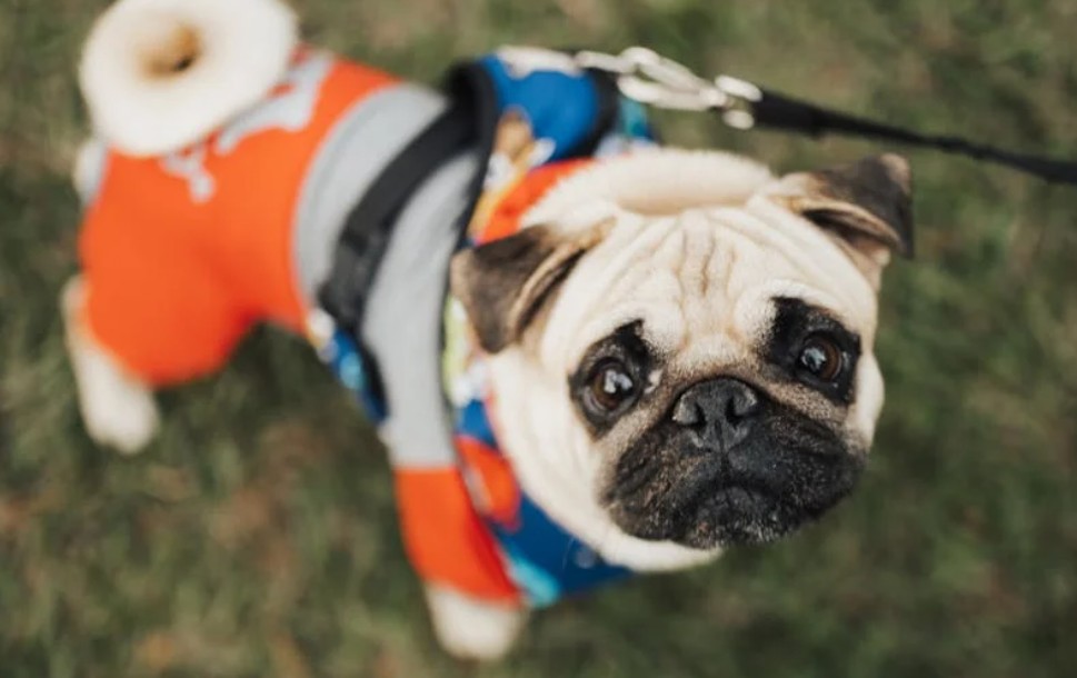 9 Spiritual Meanings of Dreaming of a Puppy