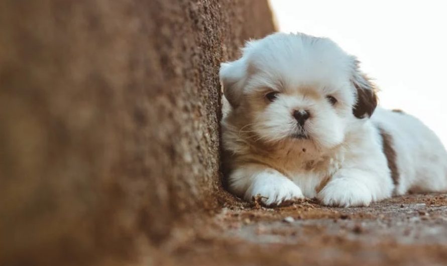 9 Spiritual Meanings of Dreaming About a Dying Puppy