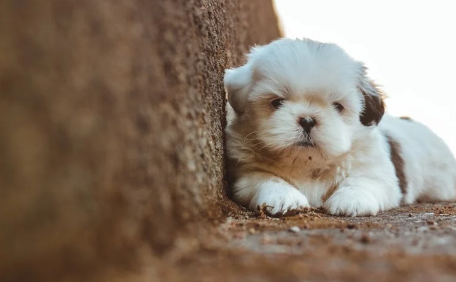 9 Spiritual Meanings of Dreaming About a Dying Puppy