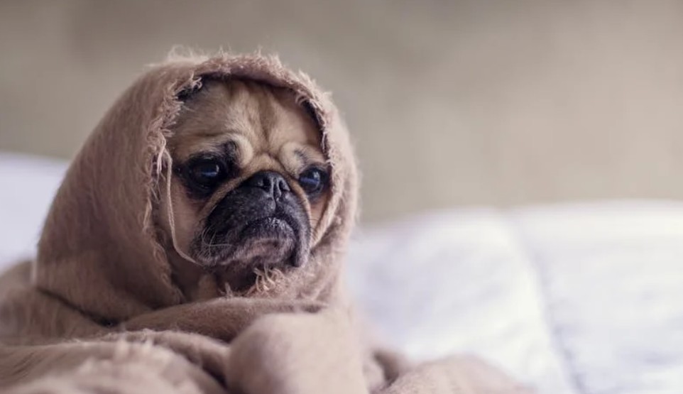 9 Spiritual Meanings of Dreaming About the Birth of Puppies