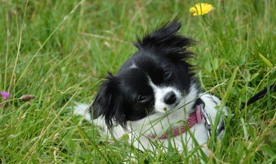 9 Spiritual Meanings of Dreaming of a Black Puppy