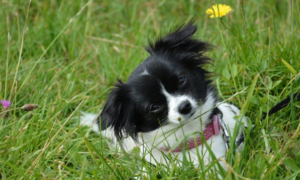 9 Spiritual Meanings of Dreaming of a Black Puppy