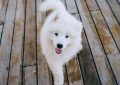 9 Spiritual Meanings of Dreaming of a White Puppy