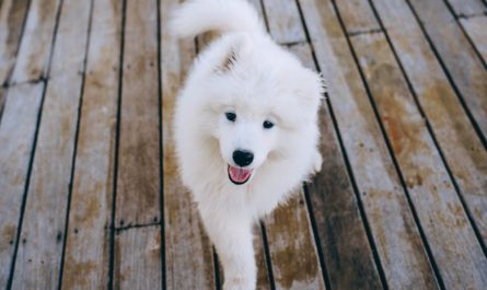 9 Spiritual Meanings of Dreaming of a White Puppy