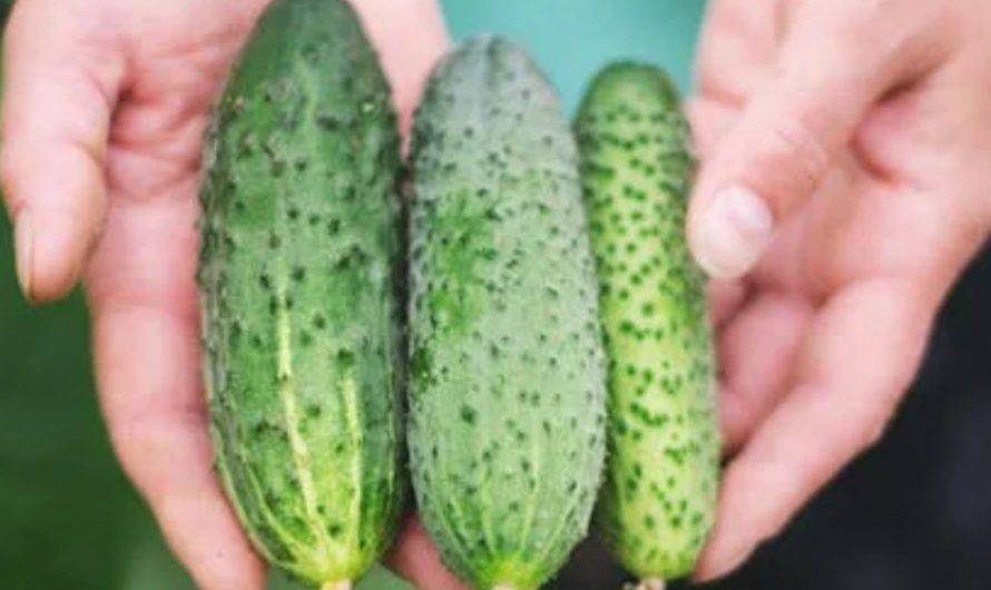 9 Spiritual Meanings of Dreaming about Cucumbers