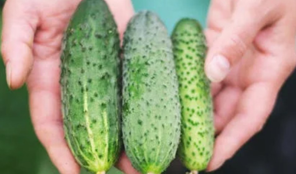 19 Spiritual Meanings of Dreaming about Cucumbers