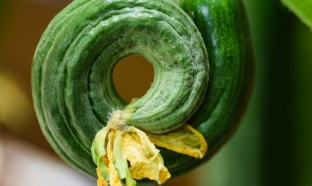 9 Spiritual Meanings of Dreaming of Picking Cucumbers