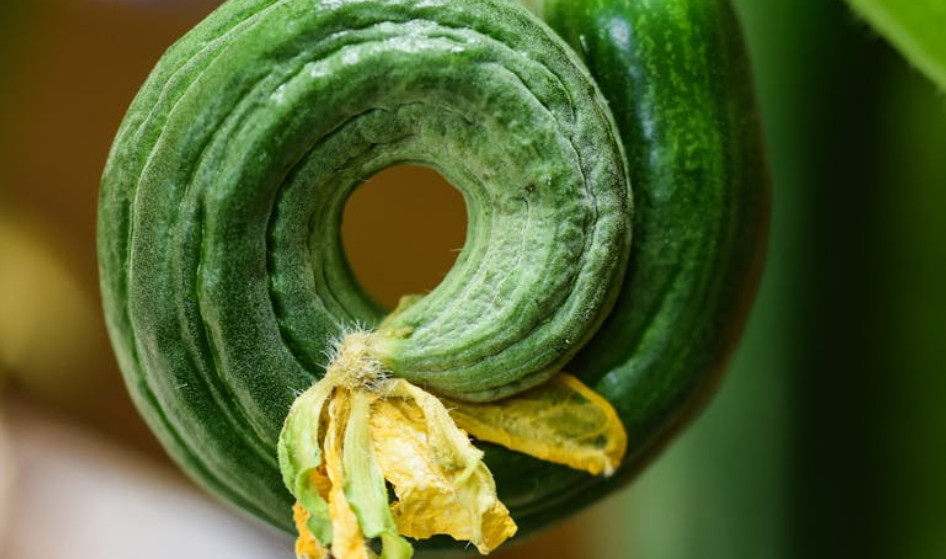 9 Spiritual Meanings of Dreaming of Picking Cucumbers