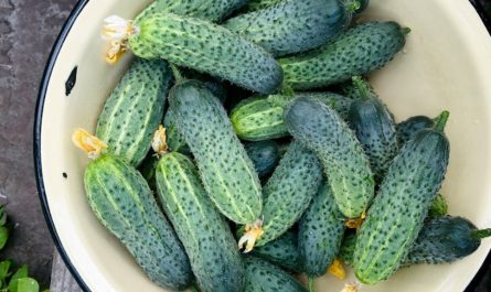 9 Spiritual Meanings of Dreaming About Eating Cucumbers