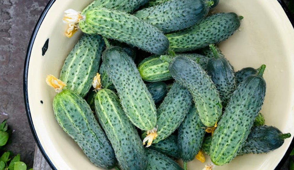 9 Spiritual Meanings of Dreaming About Eating Cucumbers