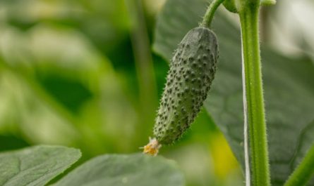 9 Spiritual Meanings of Dreaming of Receiving Cucumbers