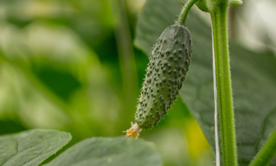 9 Spiritual Meanings of Dreaming of Receiving Cucumbers