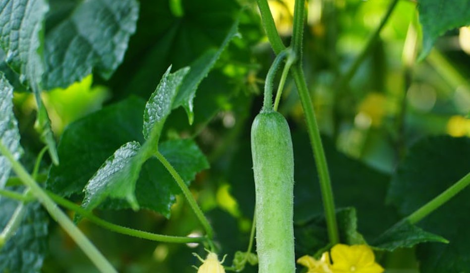 19 Spiritual Meanings of Dreaming of Cucumber Vines