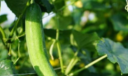 19 Spiritual Meanings of Dreaming of a Large Cucumber