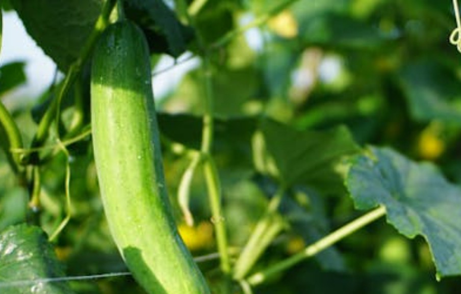 19 Spiritual Meanings of Dreaming of a Large Cucumber